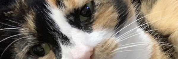 DaisyWaterstone Profile Banner