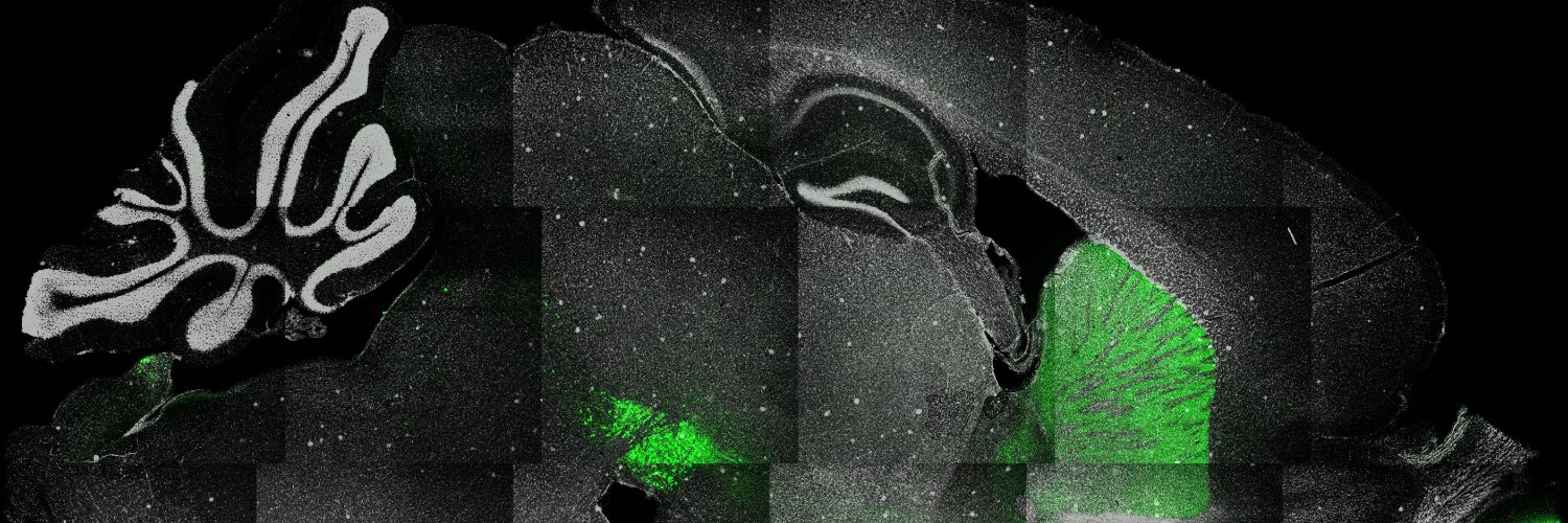 evsemenza's profile banner image