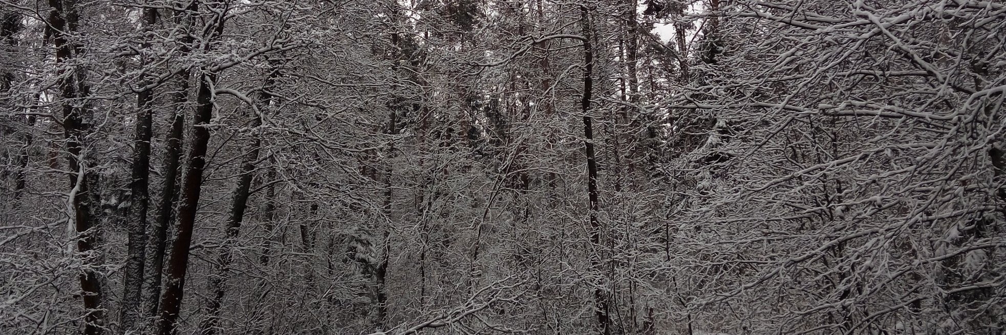 FFForkissimo! banner