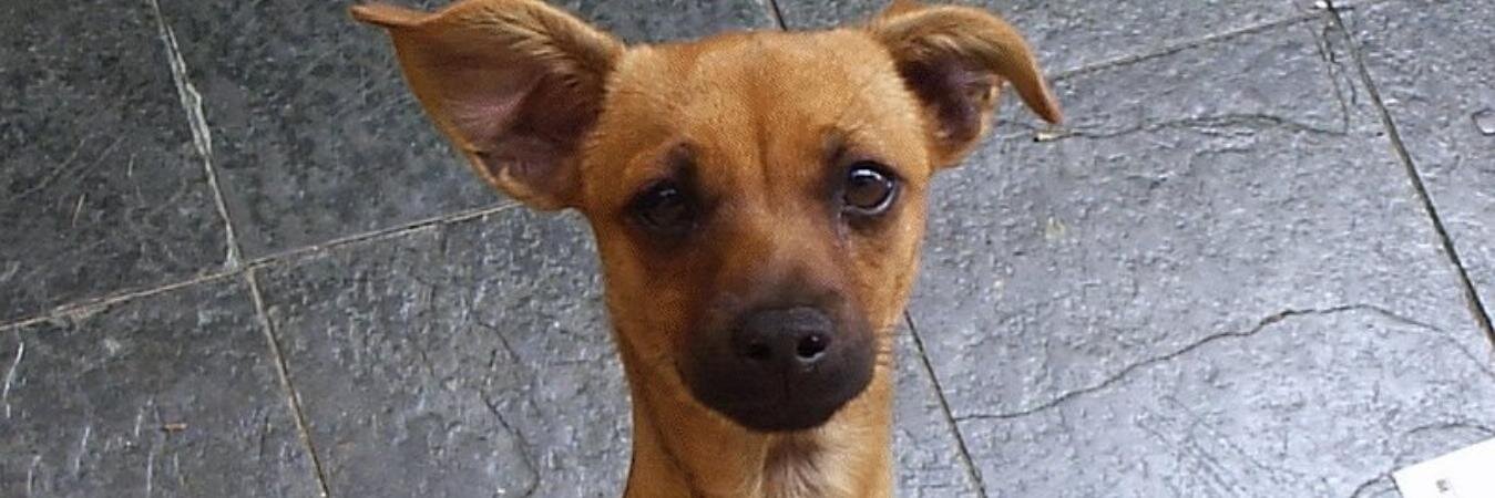 Amanda  Pinto banner