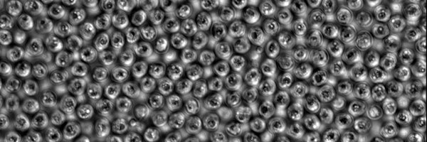 striepenlab Profile Banner