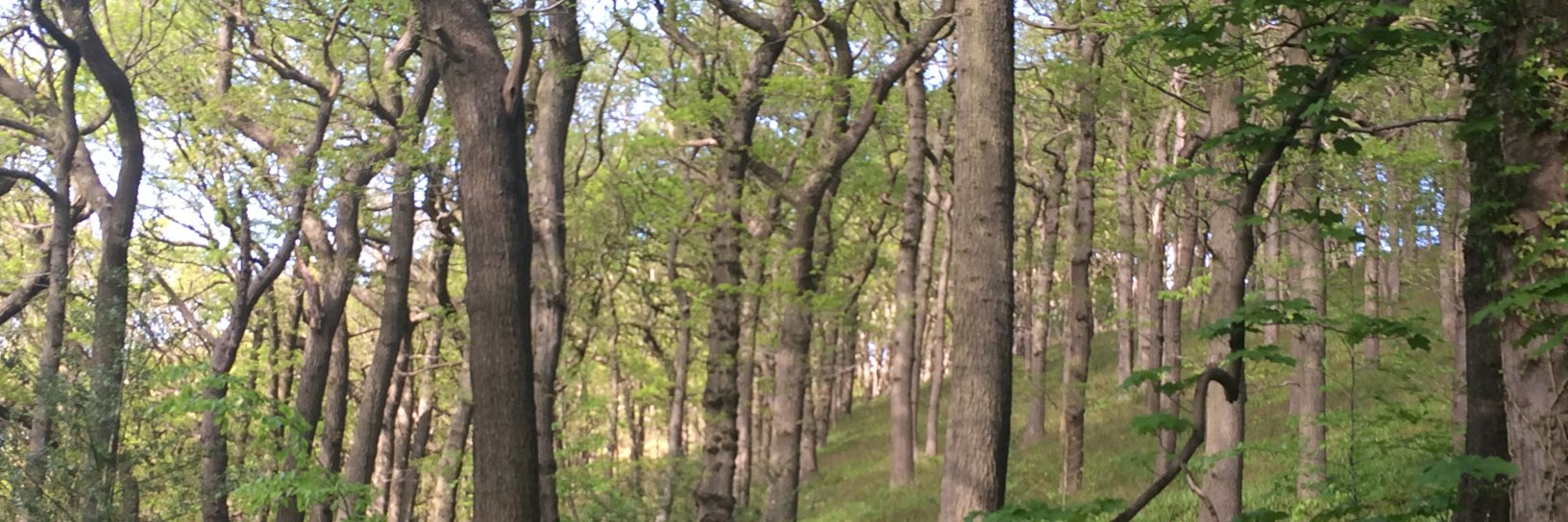 SeanyMac_'s profile banner image