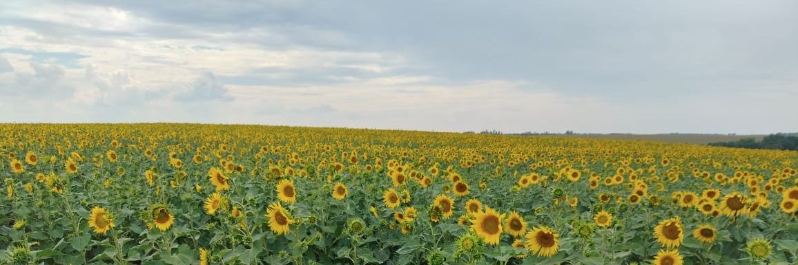 Shadaer1's profile banner image