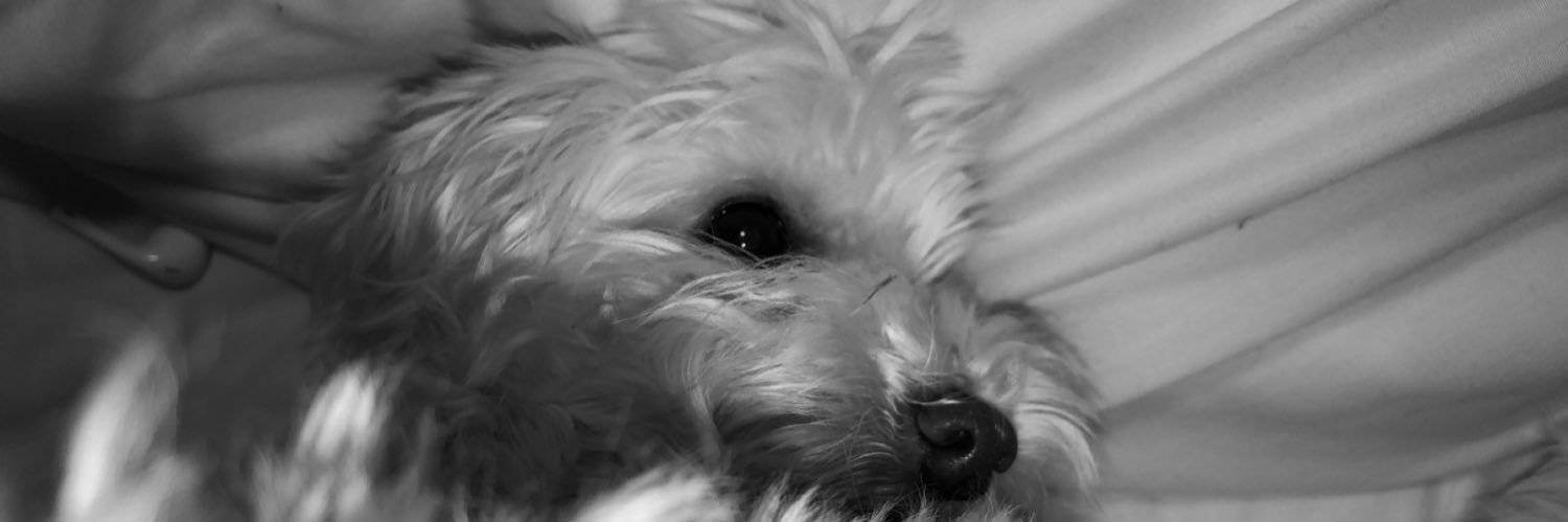 sstephpascale's profile banner image