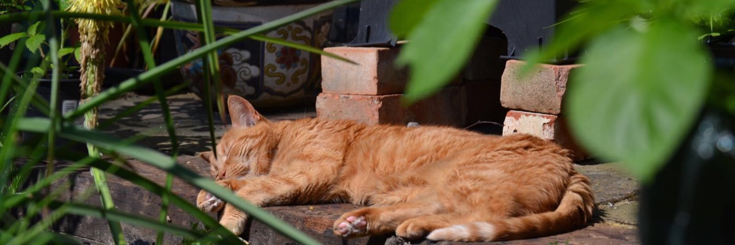 VickiSPearson's profile banner image