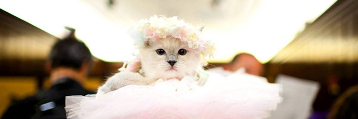 Fancy Cat banner