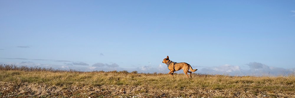 DOGvision's profile banner image