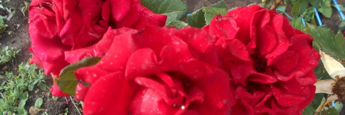 Nata14689's profile banner image
