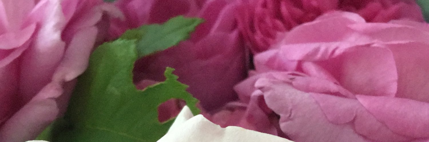 AnnaSWillems's profile banner image