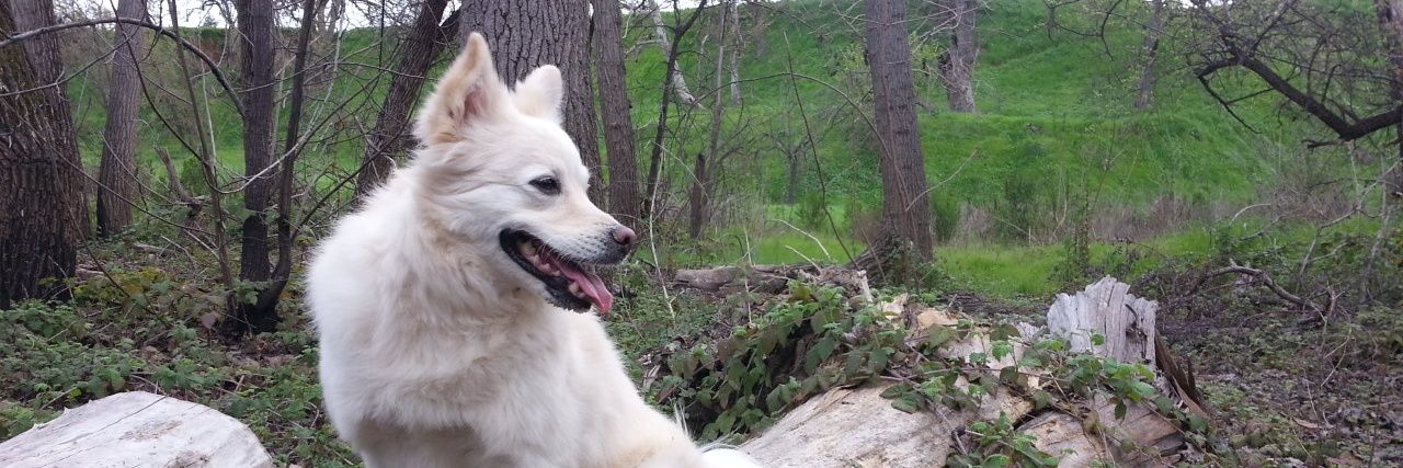 BoscoAdventure's profile banner image