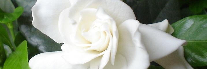 María Soledad Delgado banner