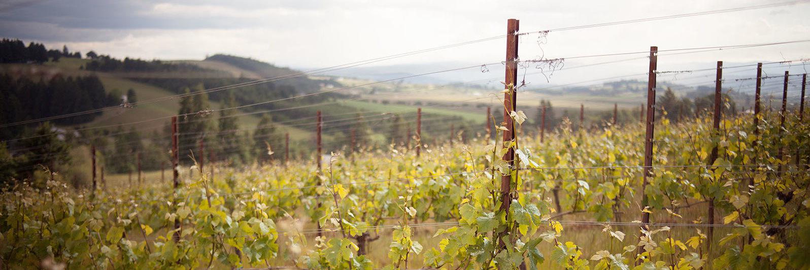 LIVE Certified banner