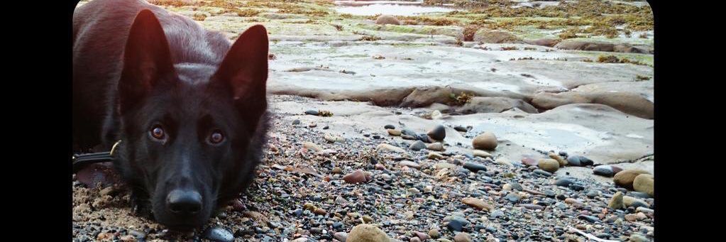 sharon broadhurst banner