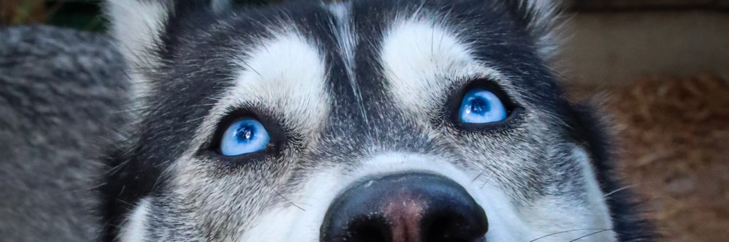 dennsadams's profile banner image