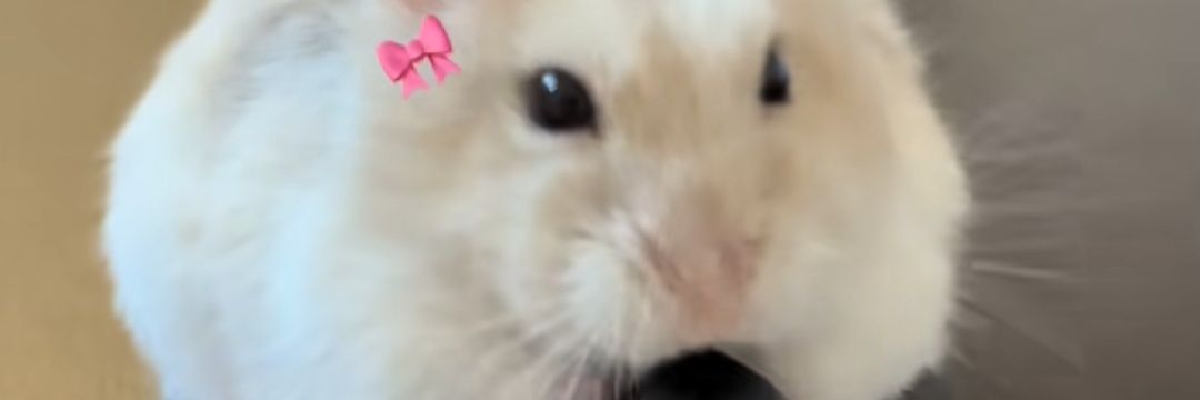 Sankyura FH Opress (Ga Nerima Newbie) banner