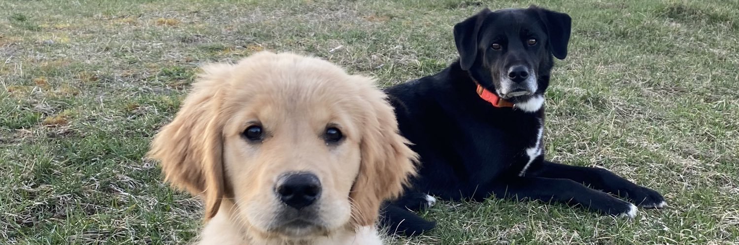 Amy Vine 🇨🇦🍁 banner