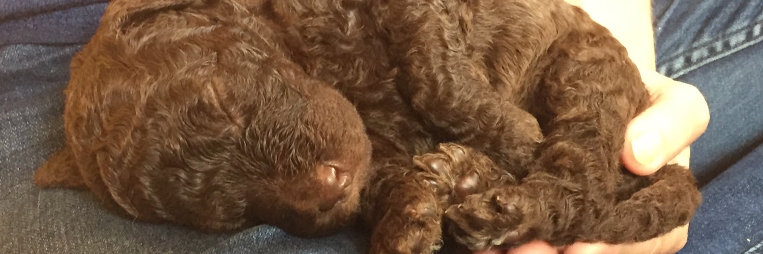 RanieriDog's profile banner image