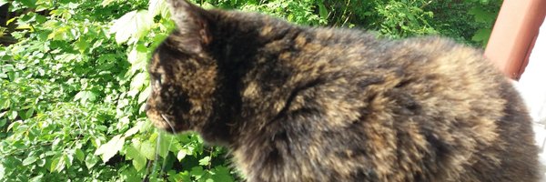 honkatt Profile Banner