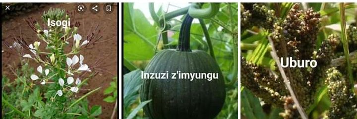 donansanzimana's profile banner image