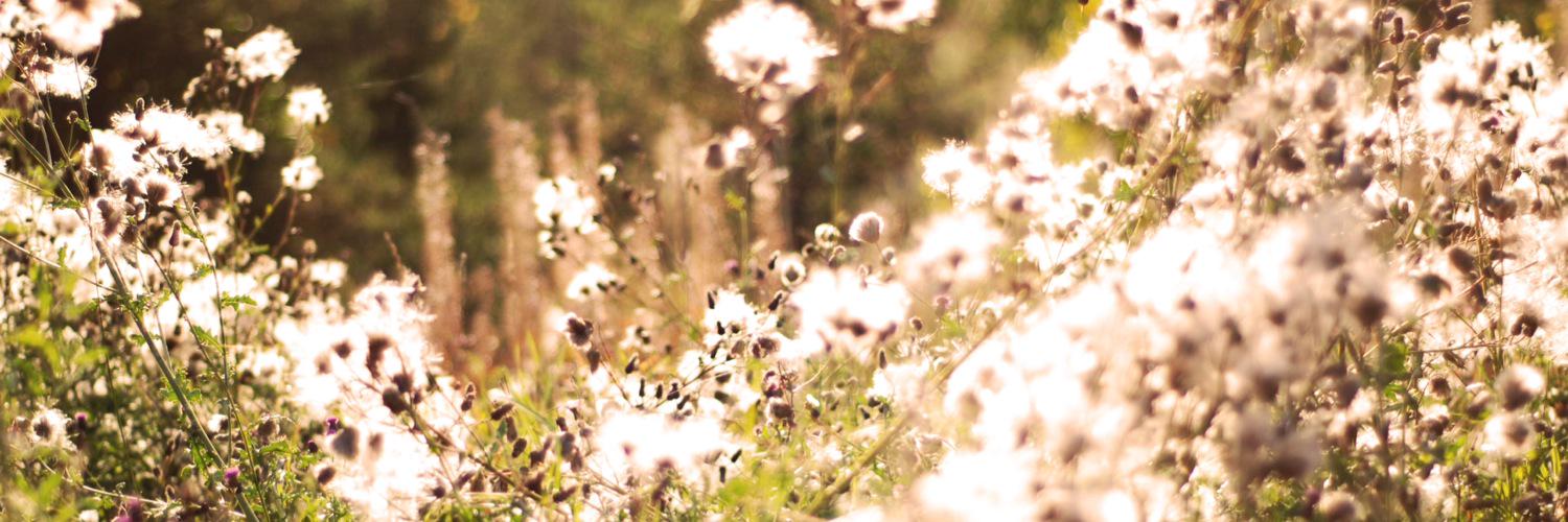 Amdey's profile banner image