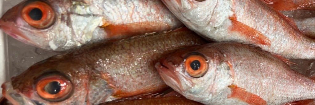 石川県のお魚 banner