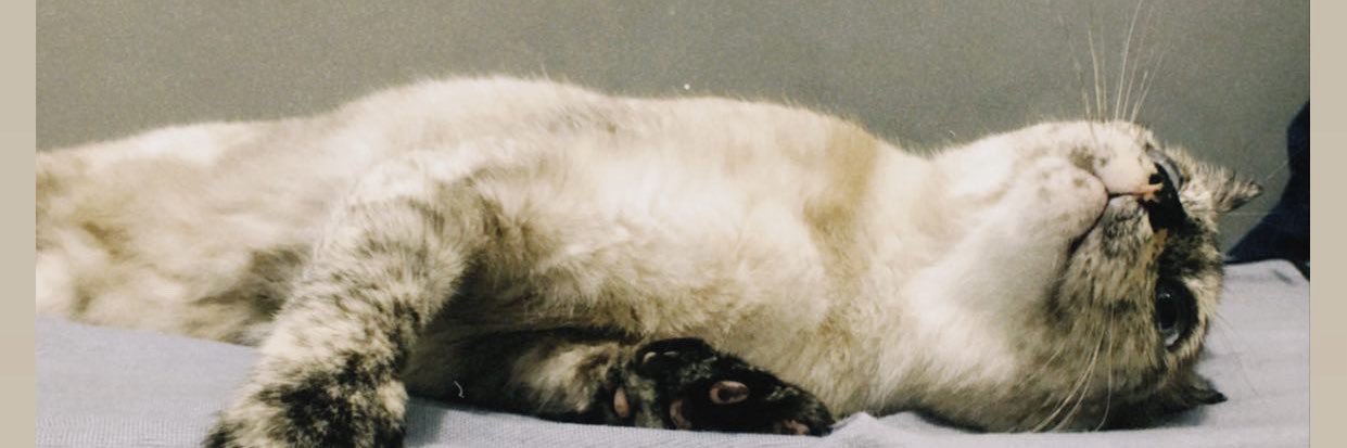 vicktsr's profile banner image