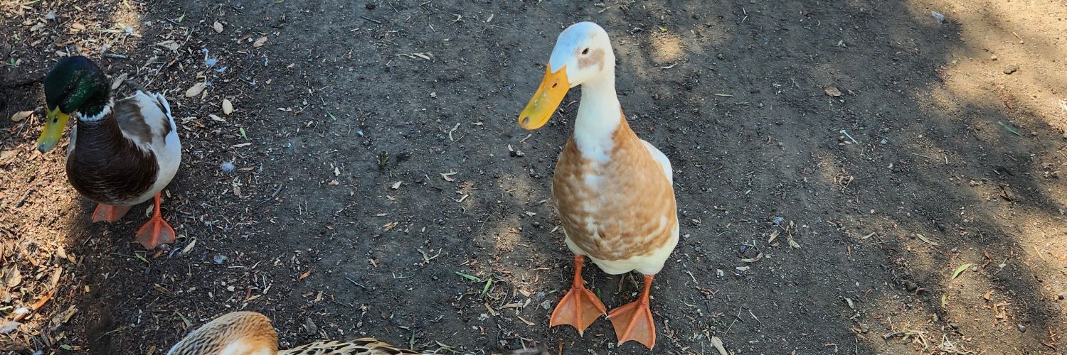 David Rohowits banner