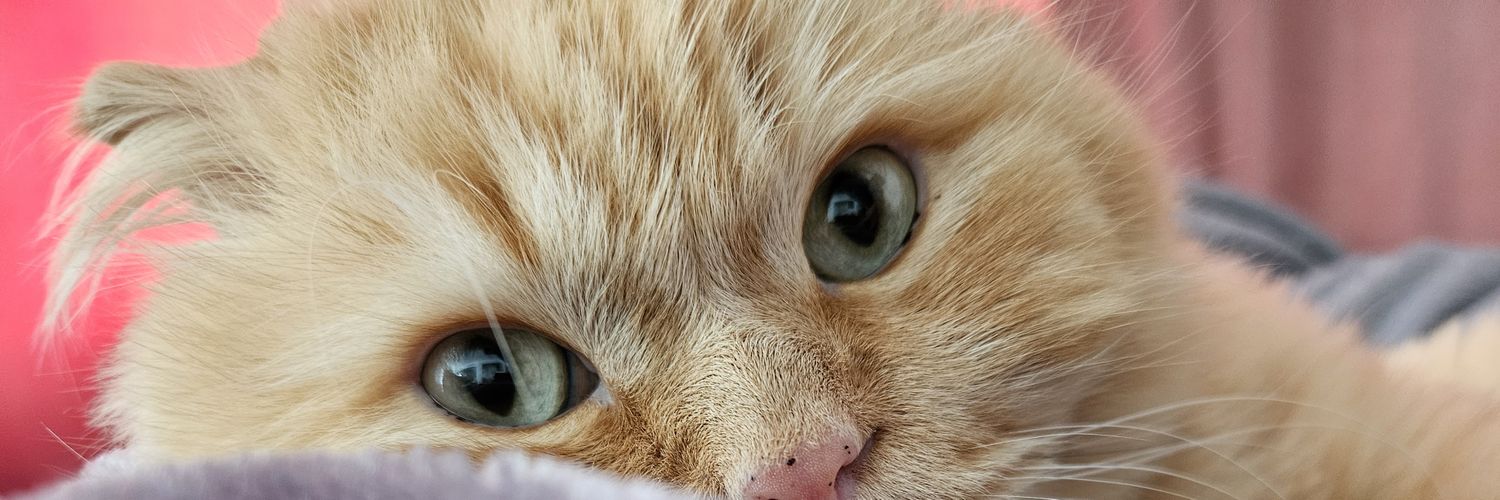 أم عمر 🇦🇪 banner