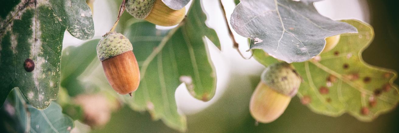 InvestInTrees's profile banner image