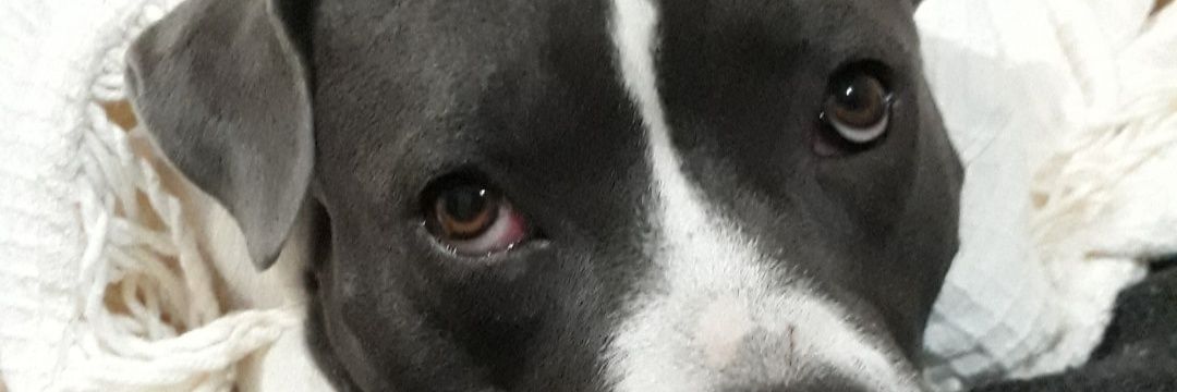 Roolosa's profile banner image