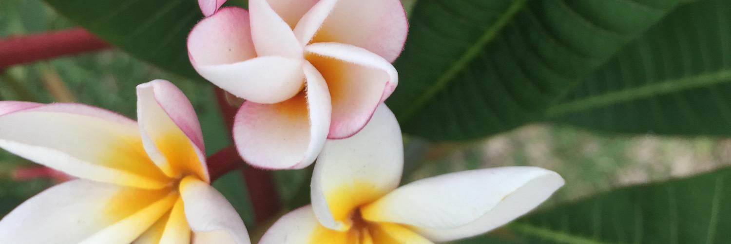 MeaganPrescott1's profile banner image