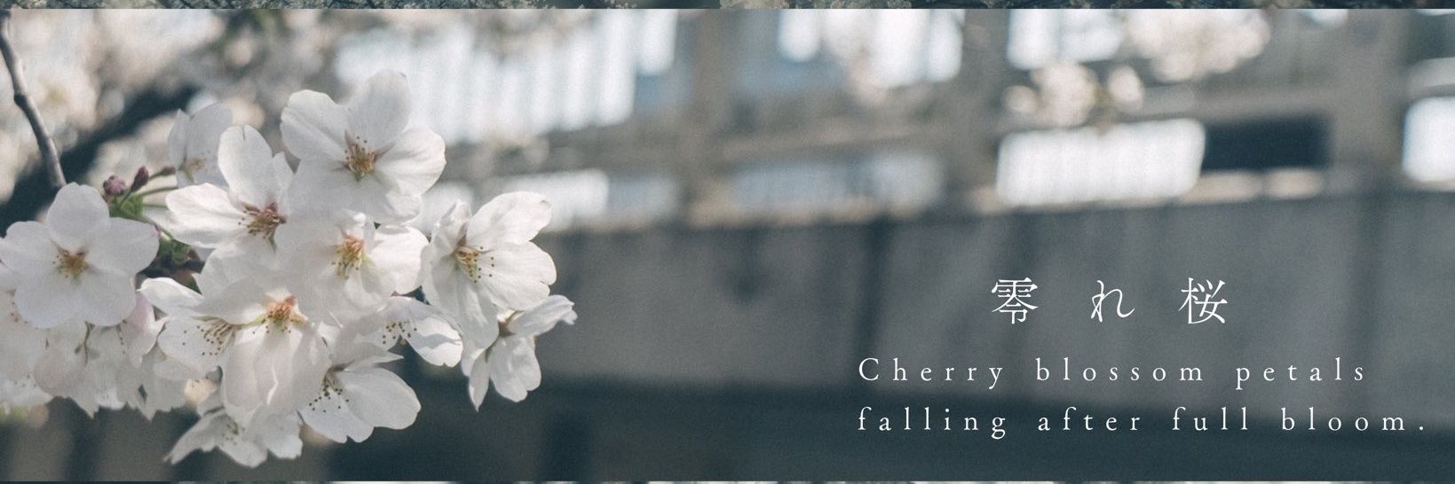 𝔻𝟛𝟙𝕊𝕖𝟟 banner