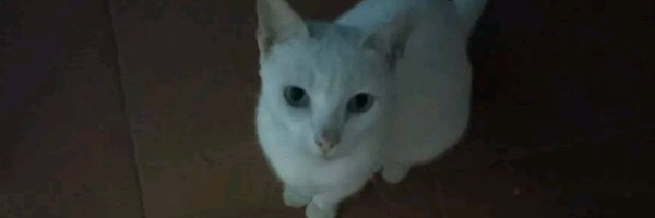 WhereMySinsLie Profile Banner