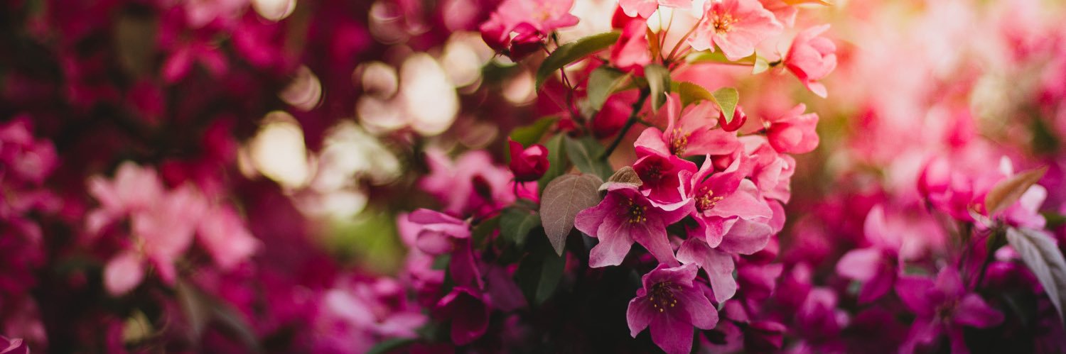 SharonMahoney0's profile banner image