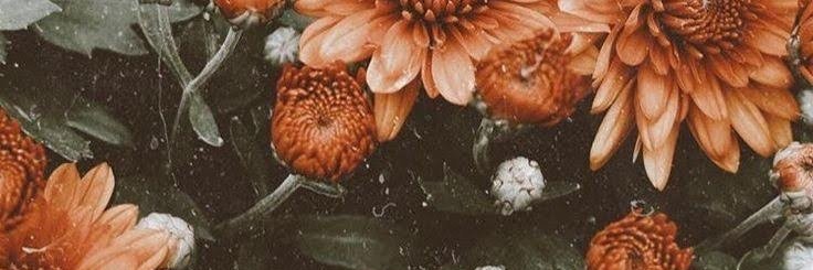 luluserniotti's profile banner image