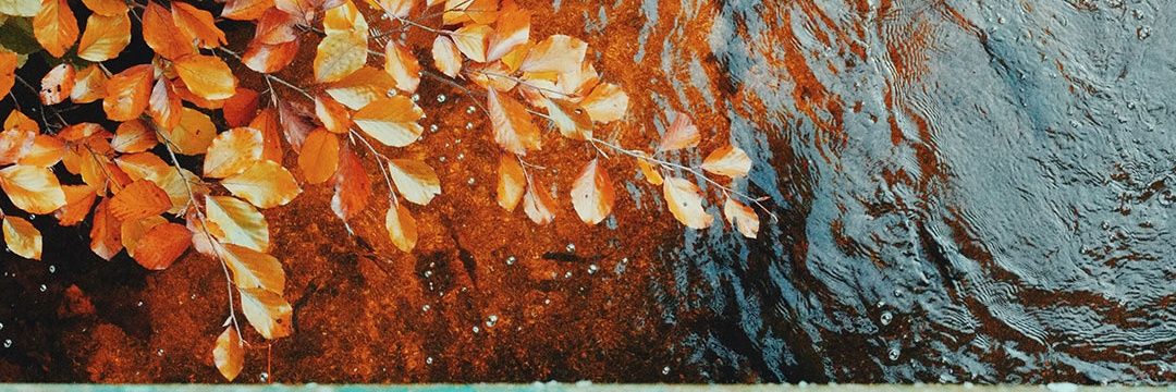 Ana Luísa Oliveira banner