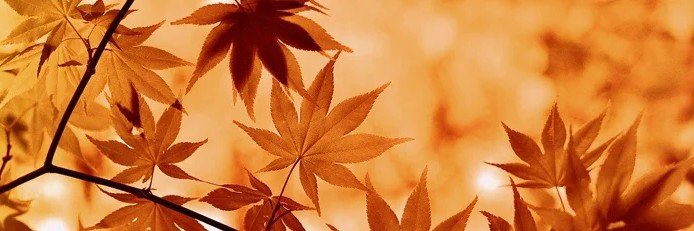 𝙘𝙝𝙖𝙚-𝙮𝙞.ᐟ banner