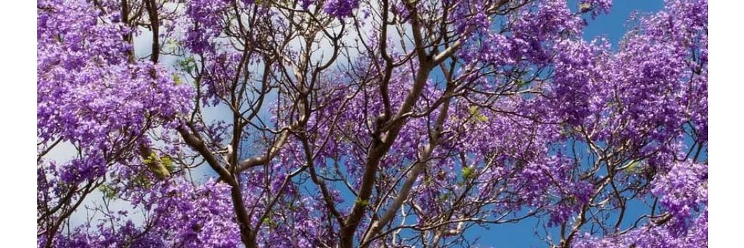 Sociedad Psicoanalítica de México banner