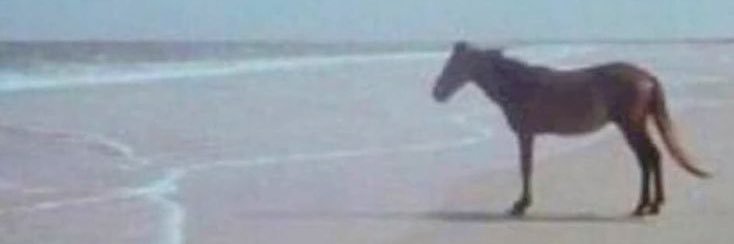 Circus Bug🎪🐝 banner