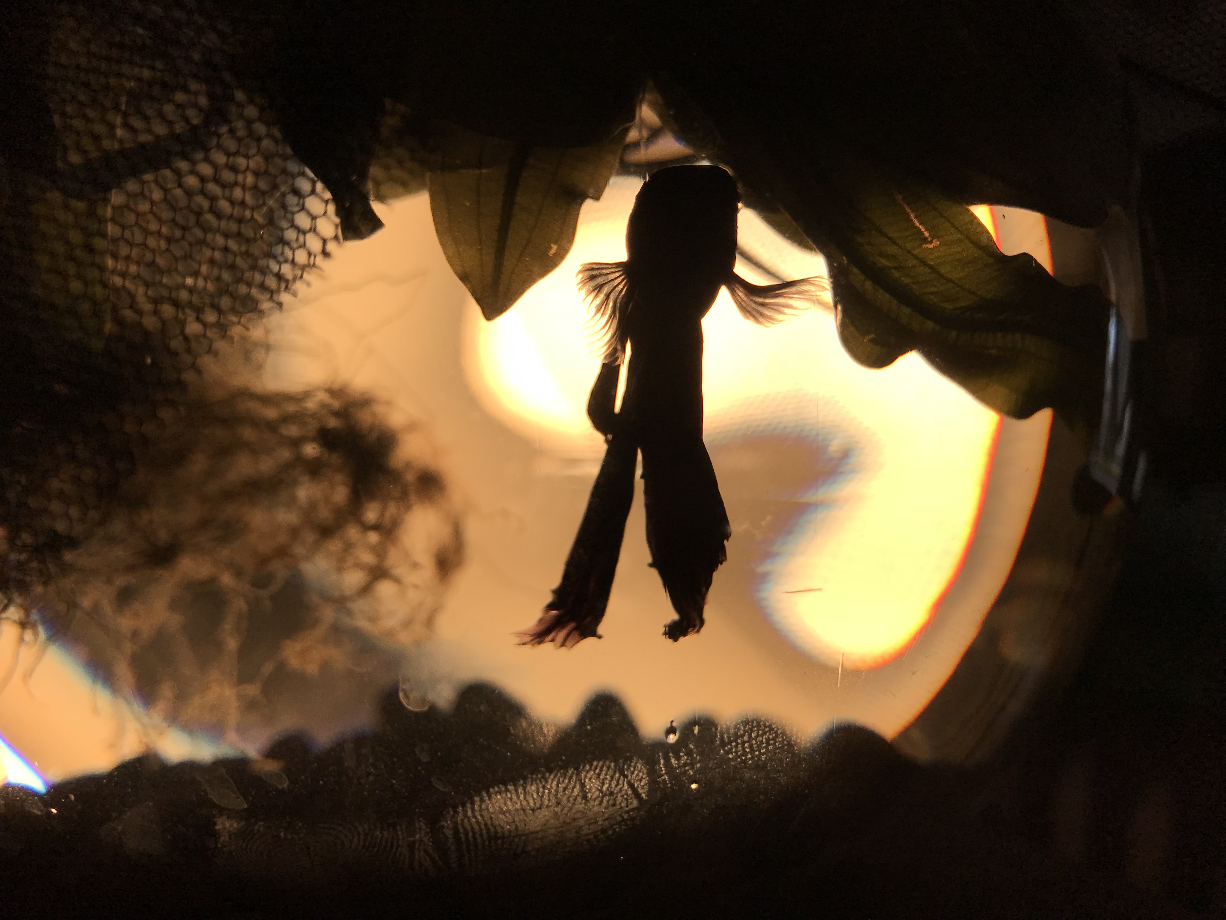 pipalai's profile banner image