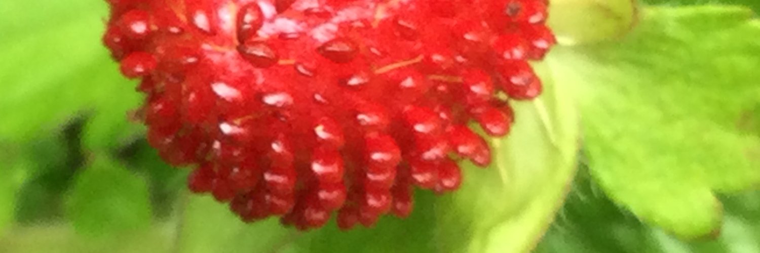 SwampTeacher's profile banner image