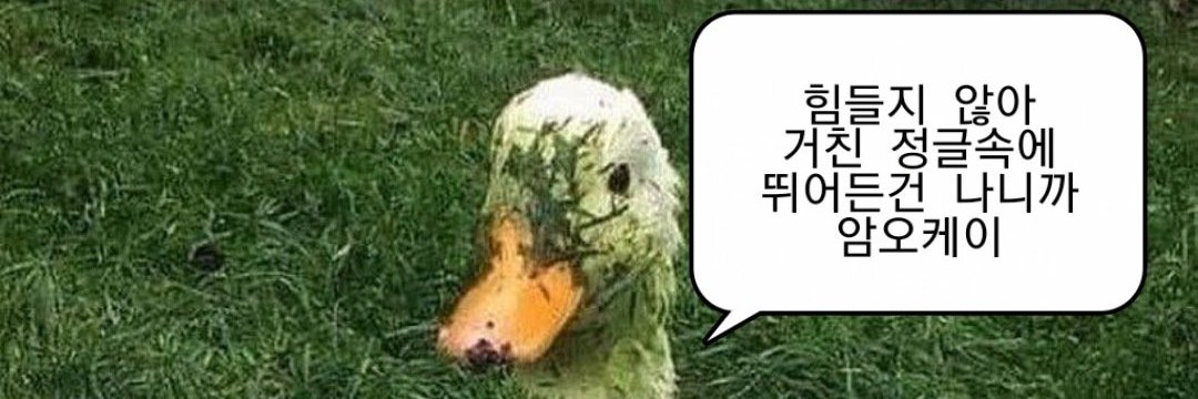 🔥오리노코강의 오리🔥 banner