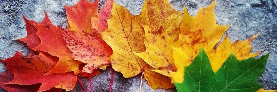 Renee_Kok's profile banner image