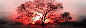 blackred_id's profile banner image