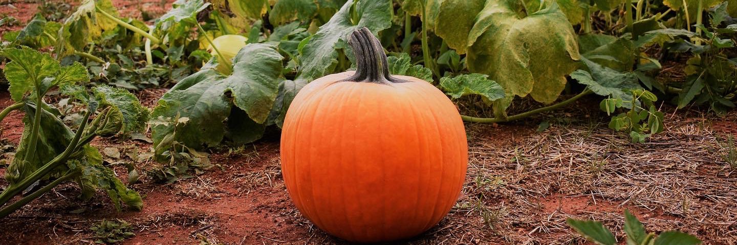 Caroline Hill-Lang banner