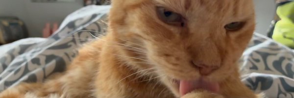 scrag_cat Profile Banner