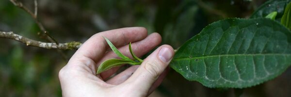 white2tea Profile Banner