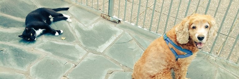 fatimapias's profile banner image