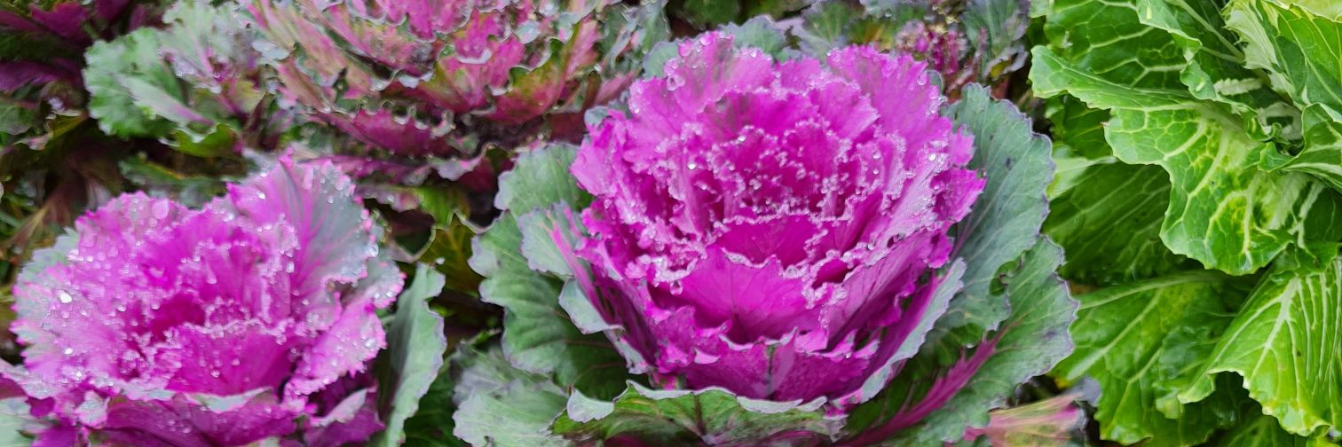 Dr.N.Subbaiyan IAS banner