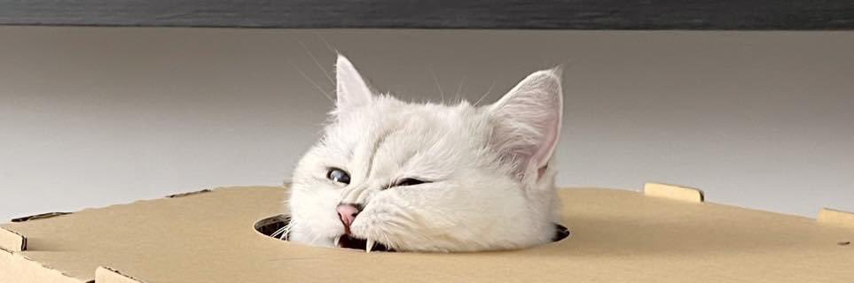 กิกี้🦋 banner